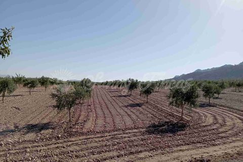 Helårsgrund i Yecla, Murcia, Yecla - € 300.000 | Ref: SF0504 - foto 8